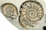 Ammonite (Oistoceras) Fossil Cluster In Concretion - England #350695-3